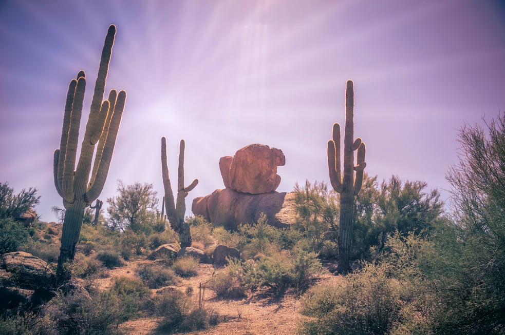 Beautiful desert landscape Phoenix,Scottsdale,Az